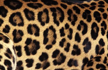 Panorada leopar panthera pardus