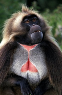 Gelada theropithecus gelada