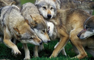 Loup D 'Europe köpek lupus