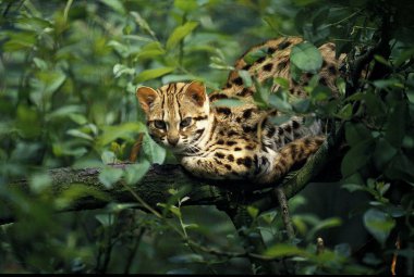 Sohbet Du Bengale prionailurus bengalensis