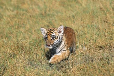 TIGRE DU BENGALE panthera tigris tigris clipart