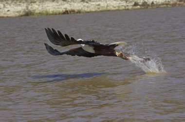 Aigle Pecheur D 'Afrique haliaeetus vocifer