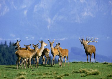 Cerf Rouge cervus elaphus