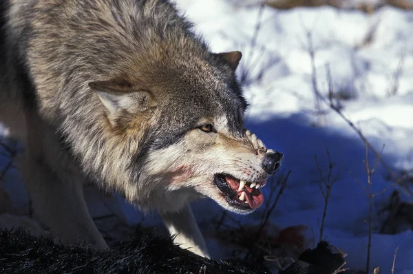 Loup Du Canada canis lupus occidentalis — стокове фото