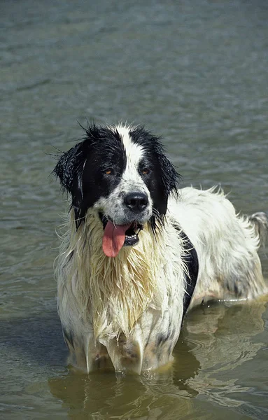 Landseer — Fotografia de Stock