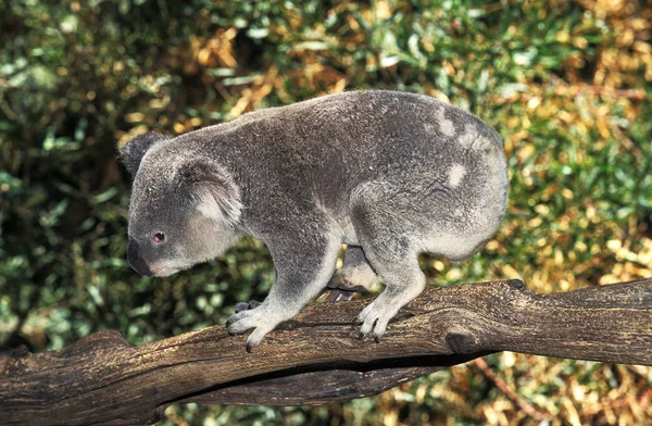 Koala phascolarctos cinereus — Stockfoto