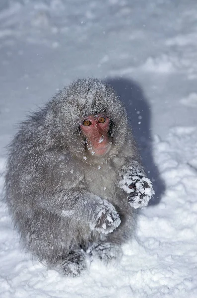 Macaque Du Japan on macaca fuscata — 图库照片