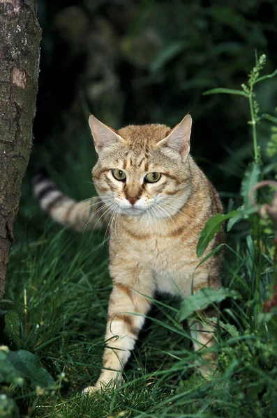 Chat sauvage d 'afrique felis silvestris lybica — Stockfoto