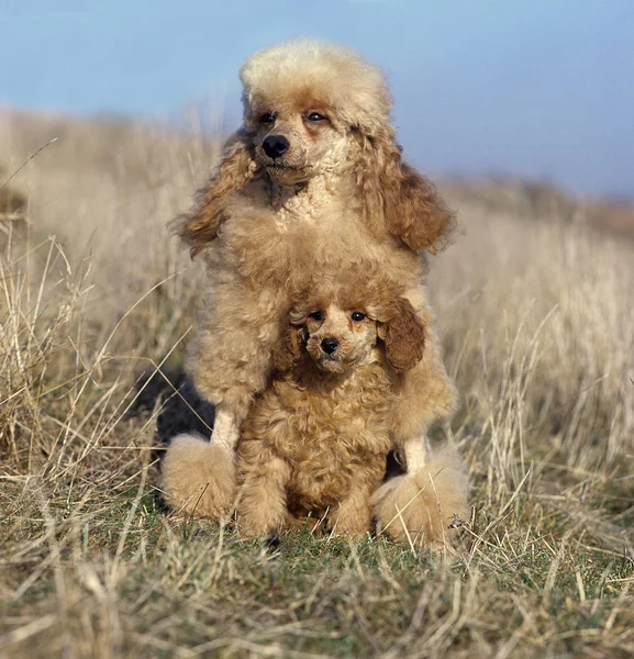 CANICHE MOYEN — Stock Photo, Image