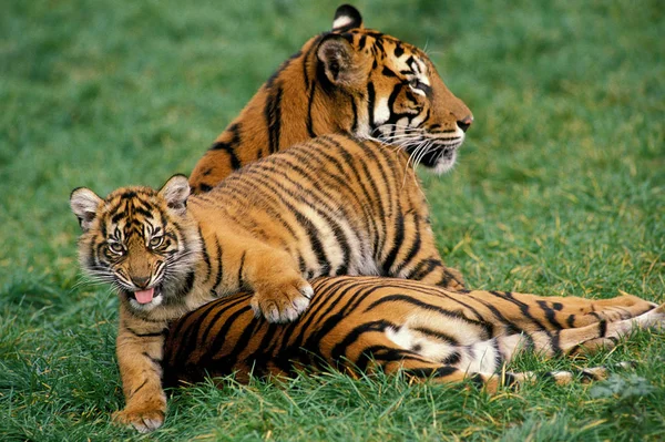 Tigre De Sumatra panthera tigris sumatrae — Stok fotoğraf