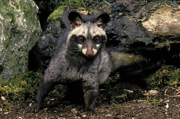 HERMAFRODITO PALMISTE CIVETTE paradoxurus hermaphroditus — Foto de Stock