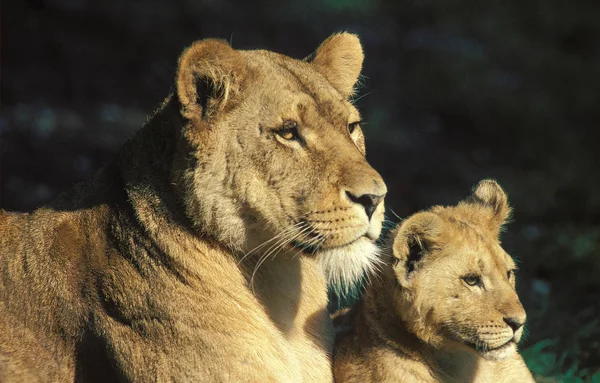 LION D 'AFRIQUE panthera leo — Fotografia de Stock