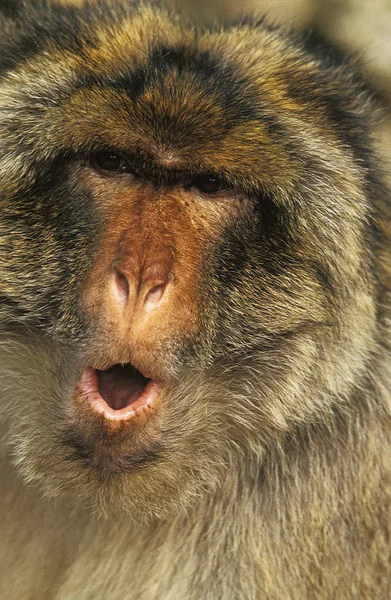 Magot macaca fogata — Foto de Stock