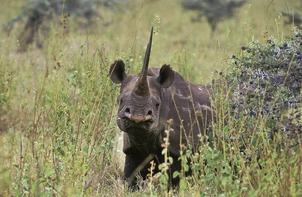 Rhinoceros Noir diceros bicornis — Zdjęcie stockowe