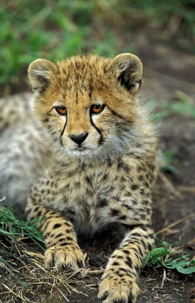 Guepard acinonyx jubatus — Stockfoto