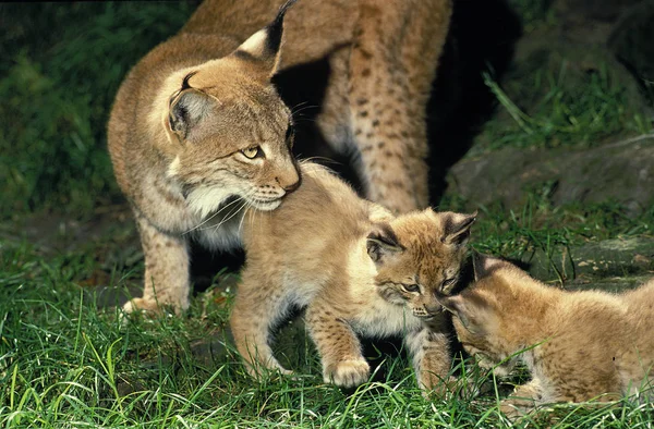 Lynx Boreal felis lince — Fotografia de Stock