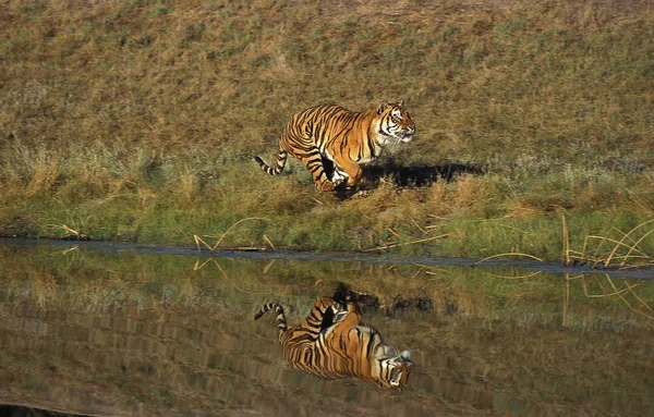 TIGRE DU BENGALE panthera tigris tigris — Stock Photo, Image