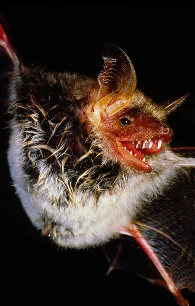 大ムリン炎｜myotis myotis — ストック写真