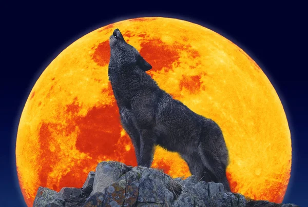 LOUP D 'EUROPE canis lupus — Foto de Stock