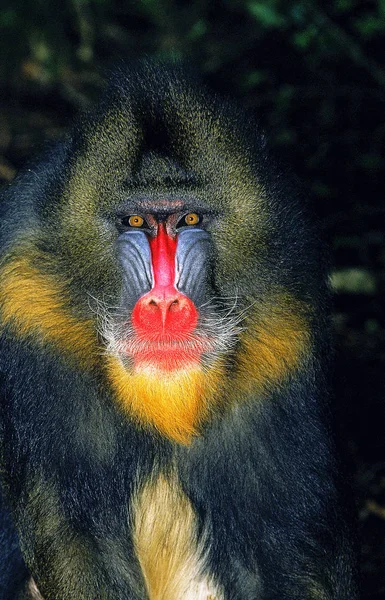 Mandrill mandrillus sfinks — Zdjęcie stockowe