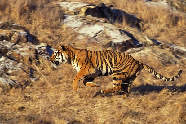 TIGRE DU BENGALE panthera rebelris — стоковое фото