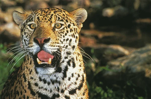 Jaguar panthera onca — Stockfoto