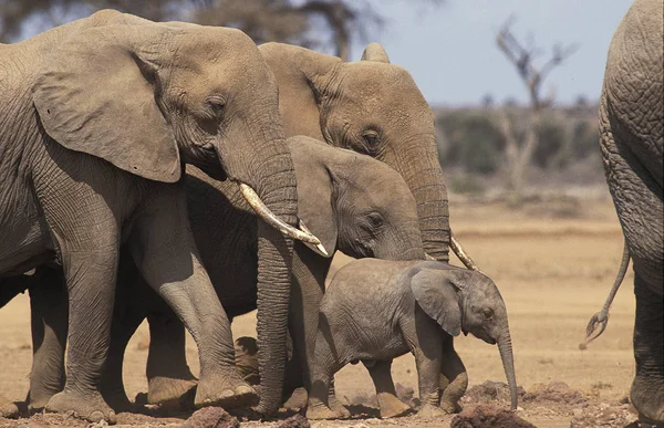 코끼리 다 . afrique loxodonta africana — 스톡 사진