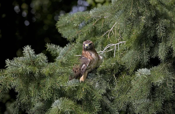 BUSE A QUEUE ROUSSE buteo jamaicensis — Stockfoto