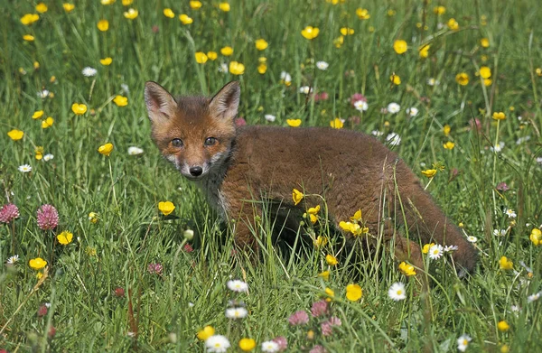 Renard Roux vulpes vulpes — Photo