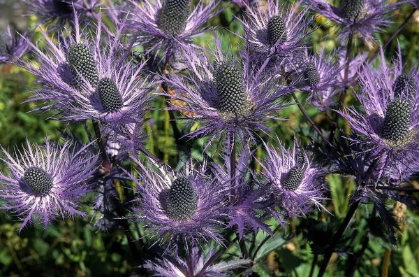 CHARDON BLEU DES ALPES eryngium alpinum — Stock Photo, Image