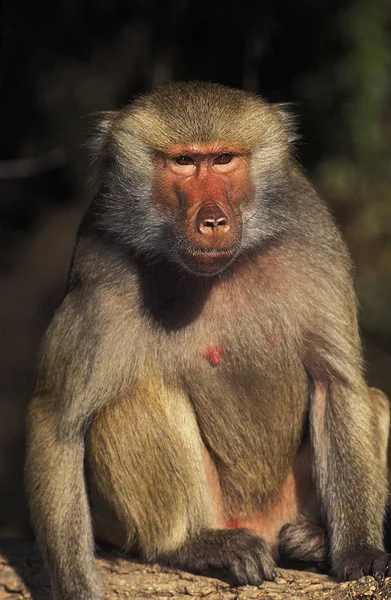 Babouin Hamadryas papio hamadryas — Stok fotoğraf