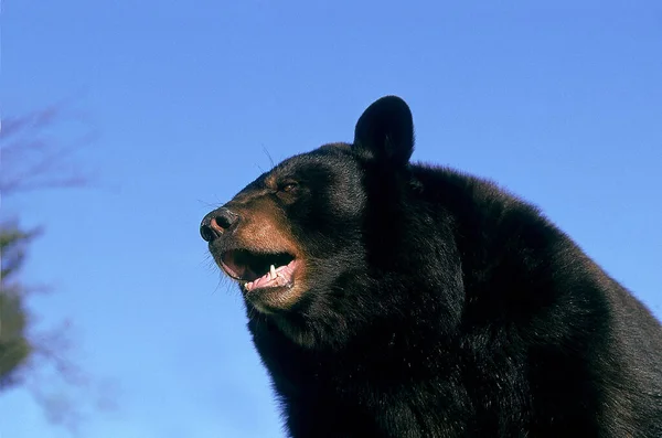 Bizimki Baribal ursus americanus — Stok fotoğraf