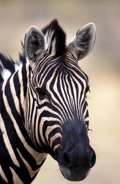 Zebre De Burchell equus burchelli — Fotografia de Stock