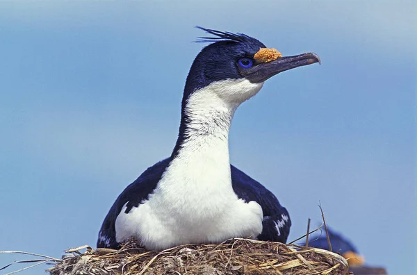 Falacrocorax atriceps albiventer CORMORAN IMPERIAL — Fotografia de Stock