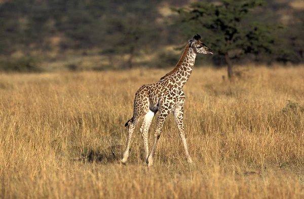 GIRAFE MASAI girafa camelopardalis tippelskirchi — Fotografia de Stock