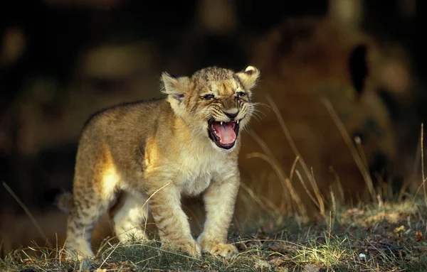 Leone D'Afrique panthera leo — Foto Stock