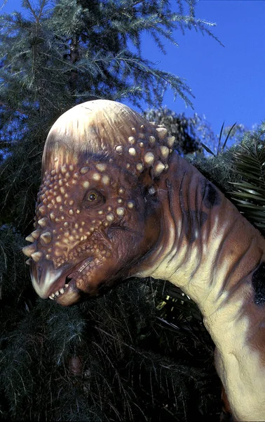 PACHYCEPHALOSAURE pachycephalosaurus — 스톡 사진