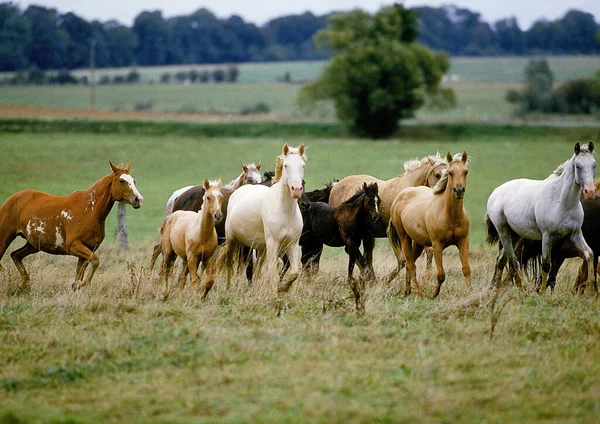 AMÉRICA SELLA — Foto de Stock