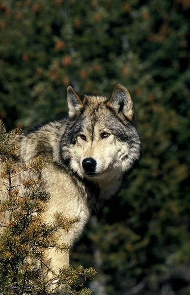 Loup Du Canada canis lupus ocidentalis — ストック写真