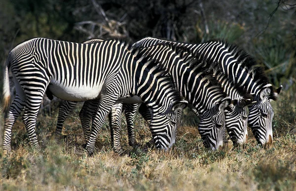 Zebre De Grevy equus grevyi — Fotografia de Stock