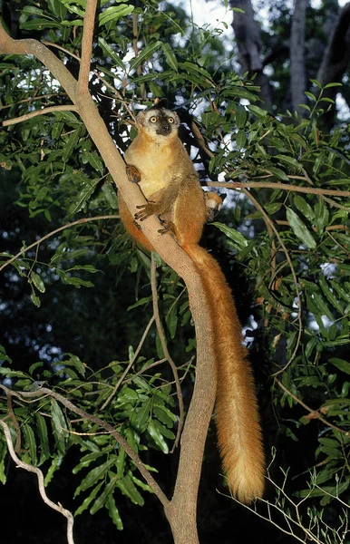 Maki Brun eulemur fulvus — Fotografia de Stock