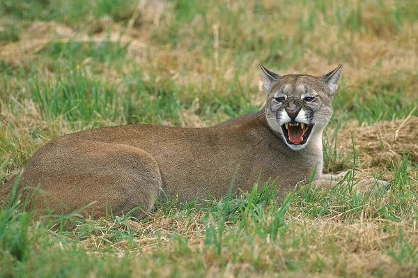 Puma puma concolor — Photo