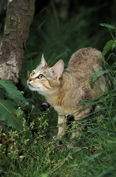 CHAT SAUVAGE D 'AFRIQUE felis silvestris lybica —  Fotos de Stock