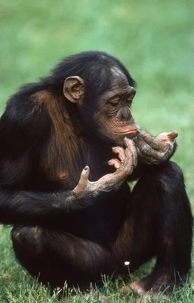 Chimpanze pan troglodytes — Fotografia de Stock