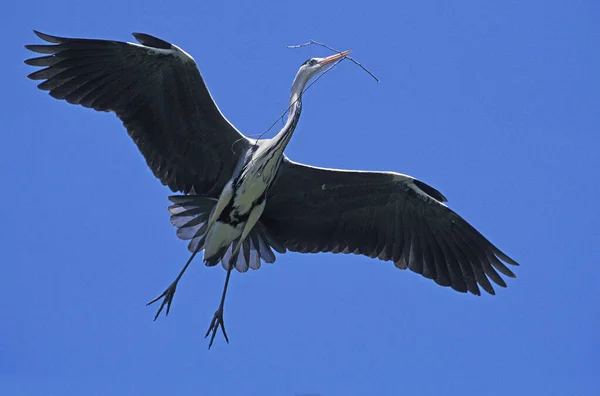 Reiher cendre ardea cinerea — Stockfoto