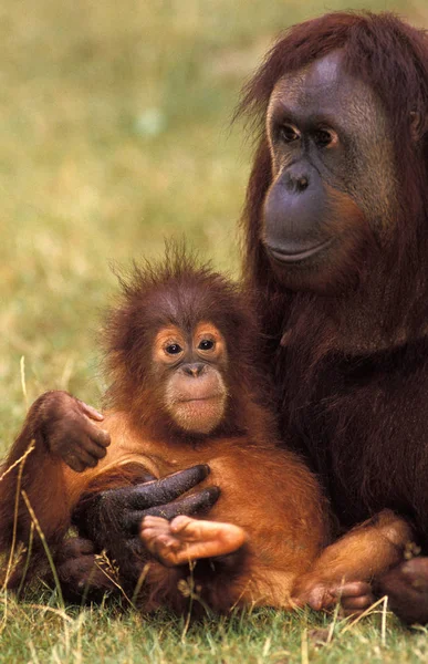 Orang Outan pongo pygmaeus — Foto de Stock