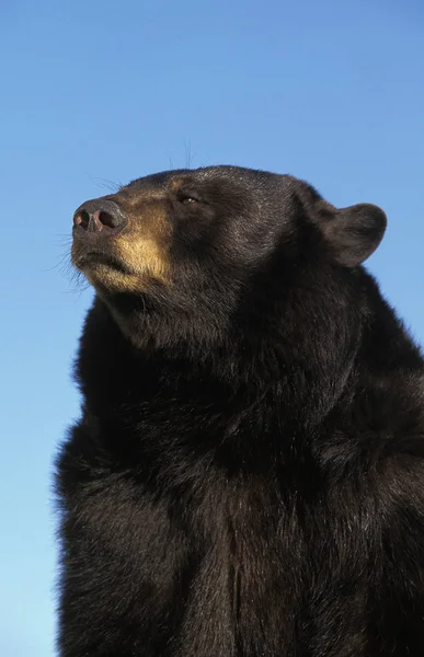 Miénk Baribal ursus americanus — Stock Fotó