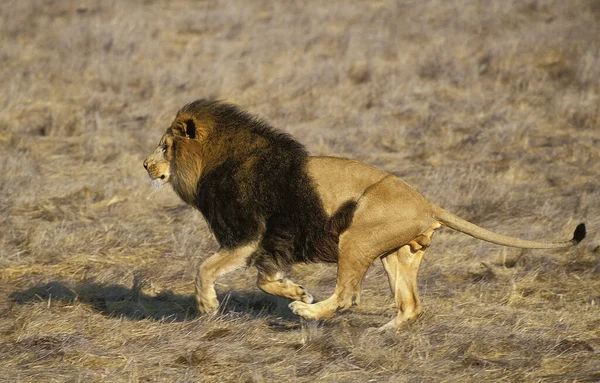 LION D 'AFRIQUE panthera leo — Fotografia de Stock