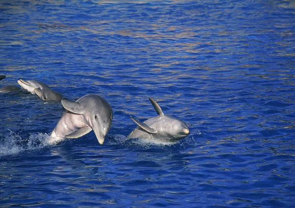 Grand Dauphin tursiops truncatus — Foto de Stock