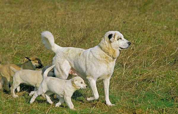 BERGER D 'ANATOLIE — Foto de Stock